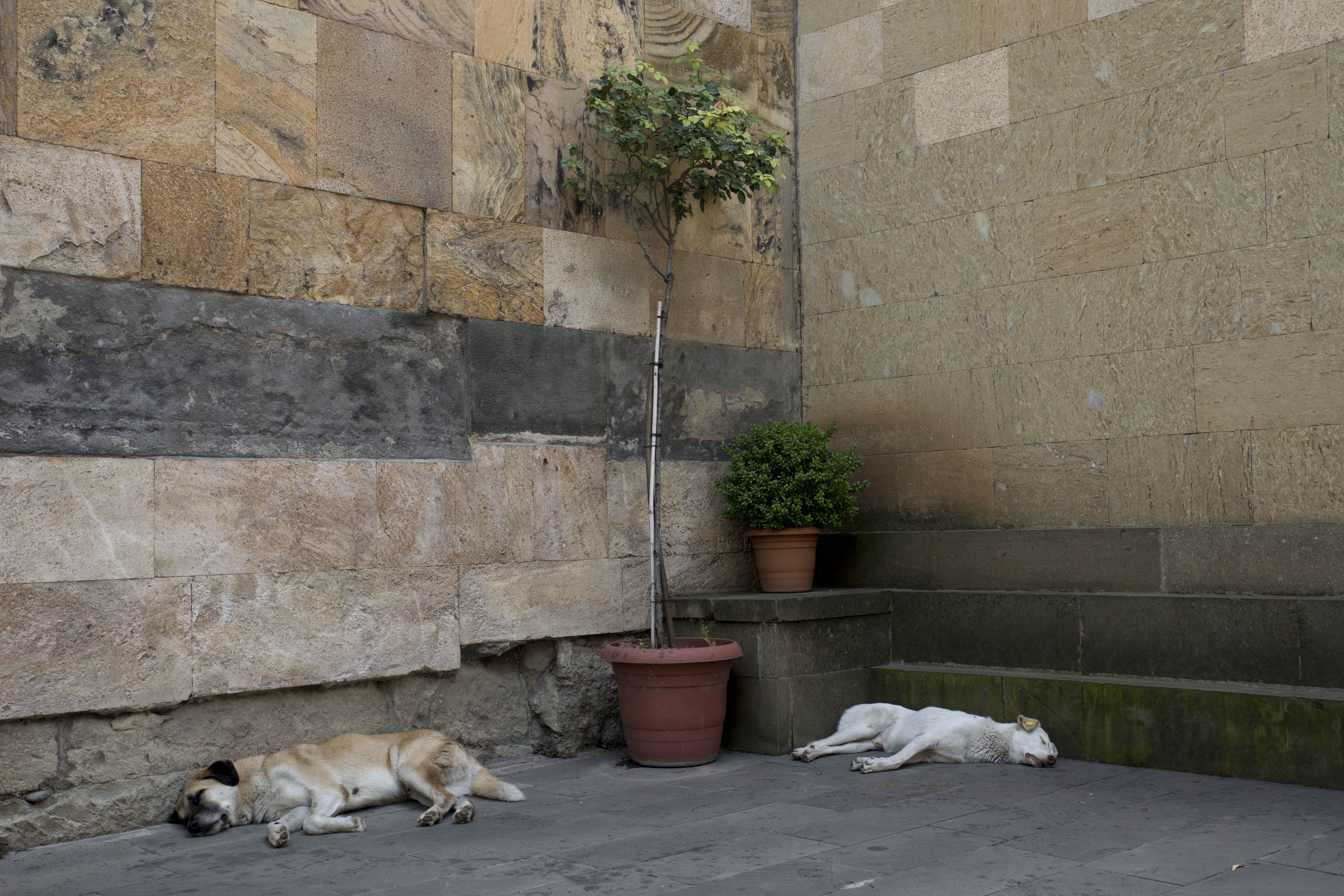 Georgien, Hunde in Tiflis (09/2024)