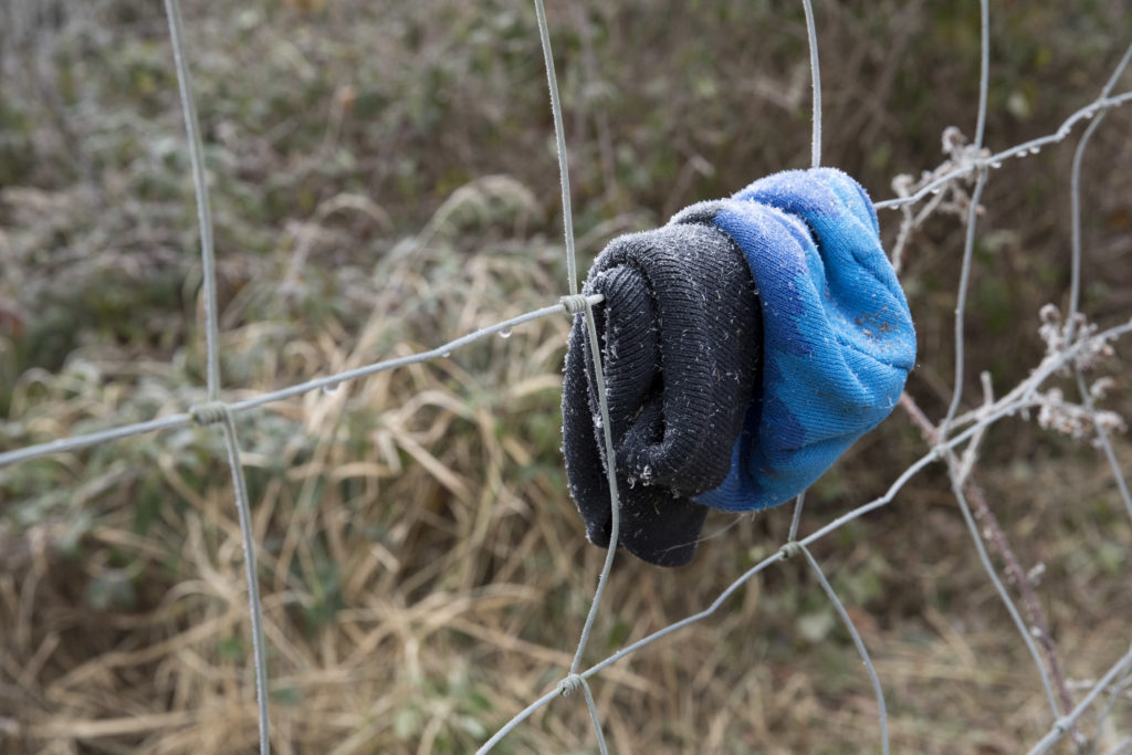 Ingelheimer Wald (12/2024)